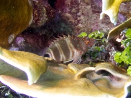 Redspotted Hawkfish IMG 7245